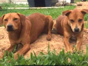 Cachorro raça SRD idade 1 ano nome Roseta e Jimi