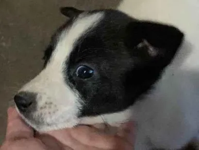 Cachorro raça . idade Abaixo de 2 meses nome .