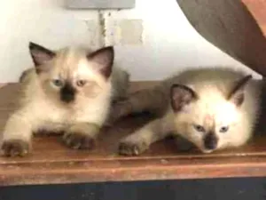 Gato raça ND idade Abaixo de 2 meses nome Filhotes