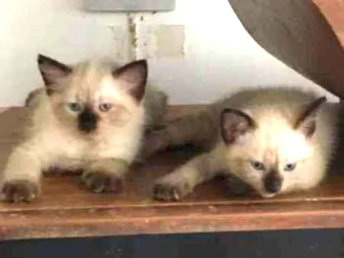 Gato ra a ND idade Abaixo de 2 meses nome Filhotes