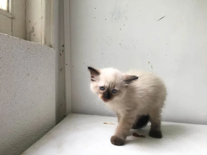 Gato ra a ND idade Abaixo de 2 meses nome FILHOTE 