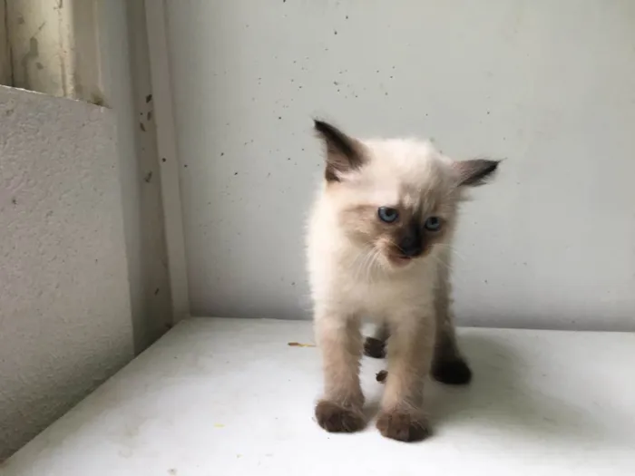 Gato ra a ND idade Abaixo de 2 meses nome FILHOTE 