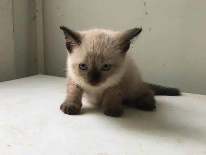 Gato ra a ND idade Abaixo de 2 meses nome FILHOTE 