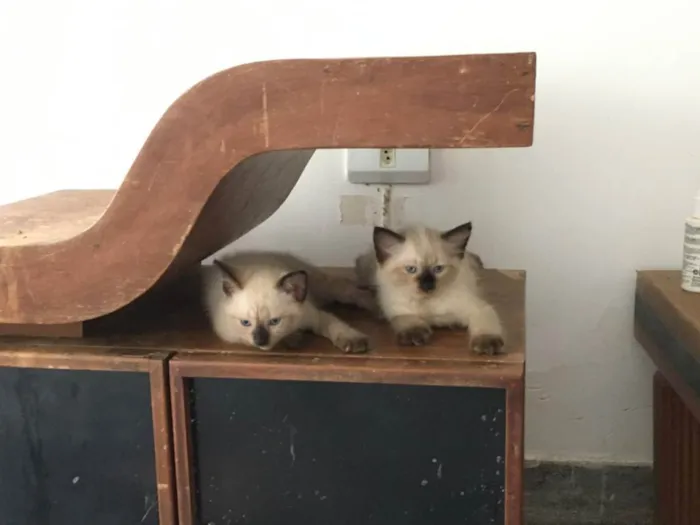 Gato ra a ND idade Abaixo de 2 meses nome FILHOTE 