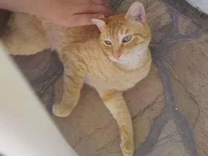 Gato raça Vira-lata idade 2 anos nome Simba