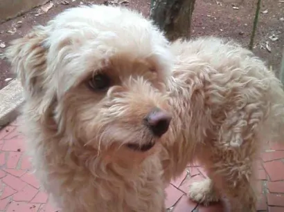 Cachorro raça PUDO idade 4 anos nome BRANCO