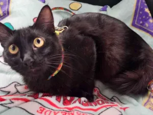 Gato raça SRD idade 7 a 11 meses nome Malu