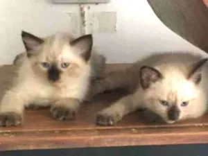 Gato raça ND idade Abaixo de 2 meses nome FILHOTE 