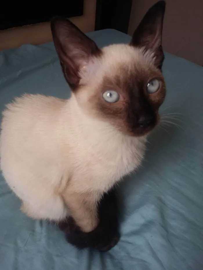 Gato ra a  idade 2 a 6 meses nome Gatinhos para adoção