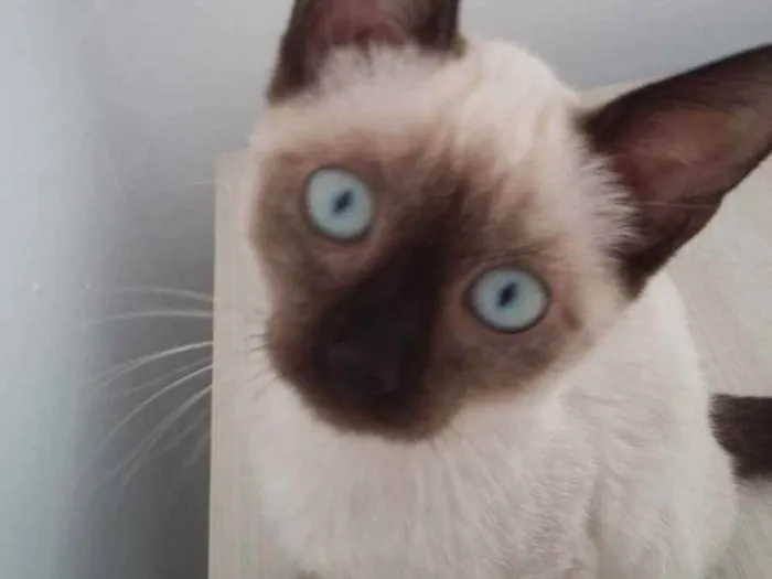 Gato ra a  idade 2 a 6 meses nome Gatinhos para adoção