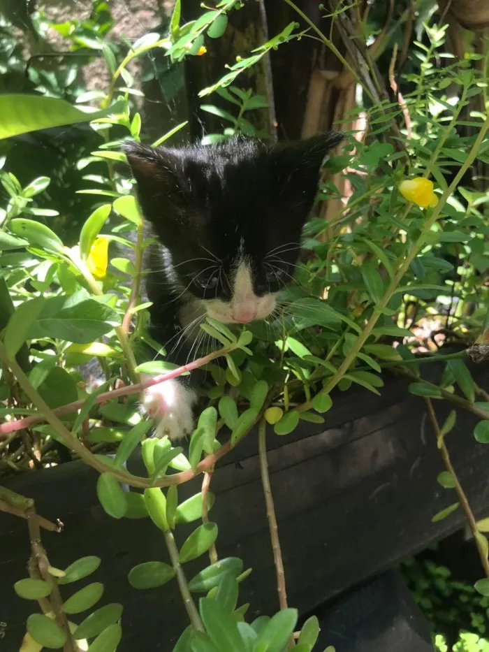 Gato ra a Não definida idade Abaixo de 2 meses nome Kylian