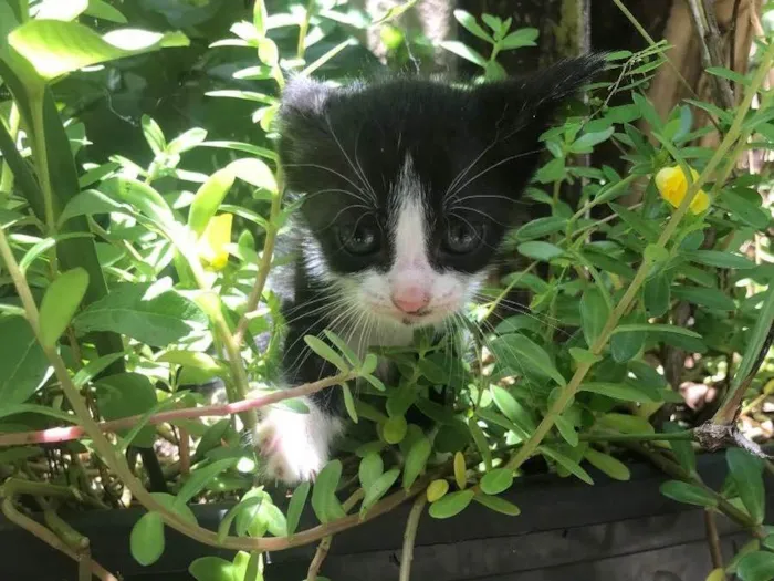 Gato ra a Não definida idade Abaixo de 2 meses nome Kylian