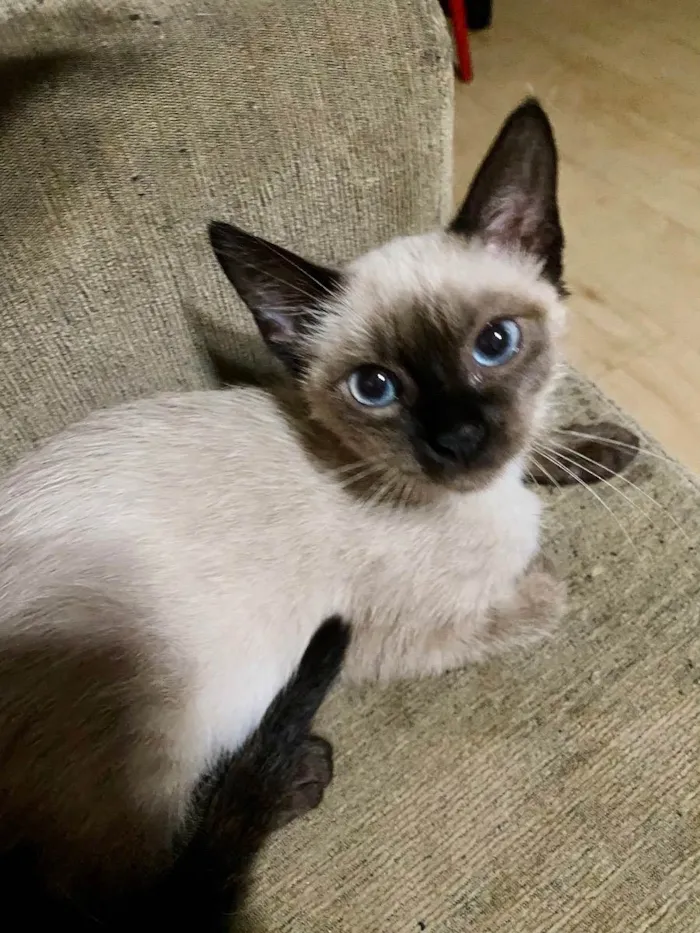 Gato ra a SRD idade 2 a 6 meses nome Maria Cecília (Ciça)