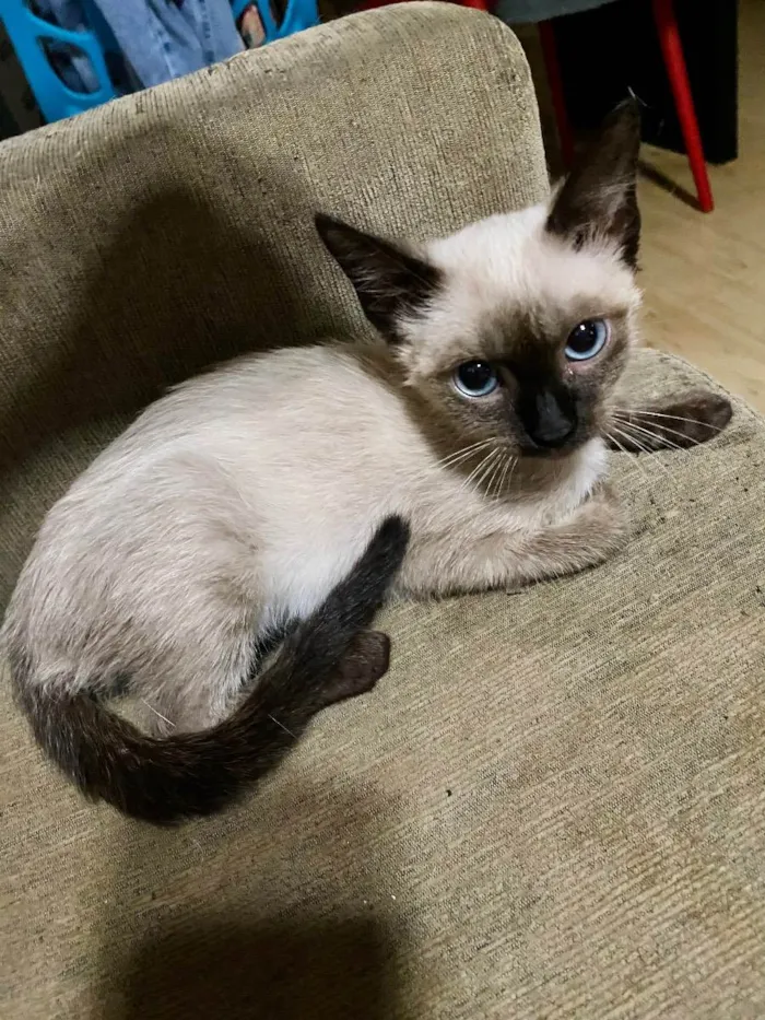 Gato ra a SRD idade 2 a 6 meses nome Maria Cecília (Ciça)