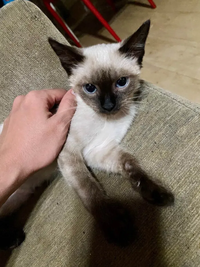 Gato ra a SRD idade 2 a 6 meses nome Maria Cecília (Ciça)