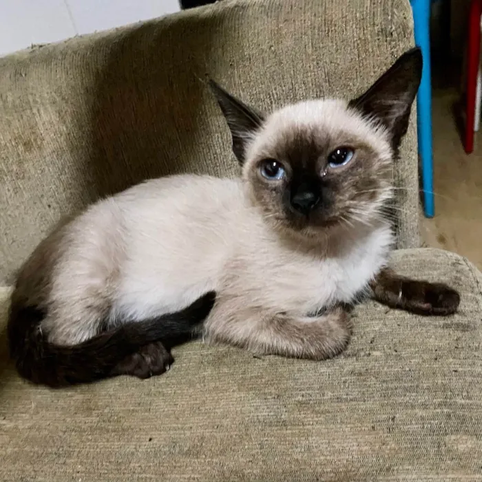 Gato ra a SRD idade 2 a 6 meses nome Maria Cecília (Ciça)