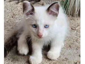 Gato raça  idade 2 a 6 meses nome Sem nome