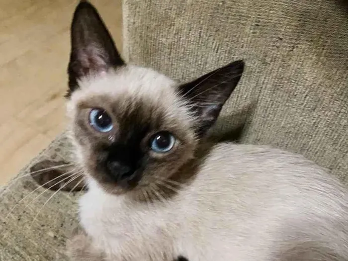 Gato ra a SRD idade 2 a 6 meses nome Maria Cecília (Ciça)