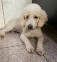 Vandinha