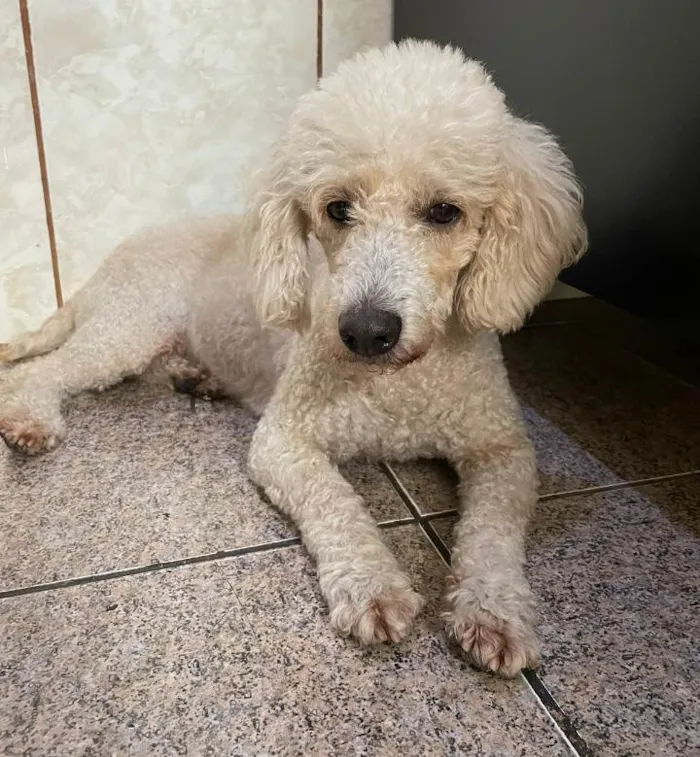 Cachorro ra a Poodle idade 7 a 11 meses nome Vandinha