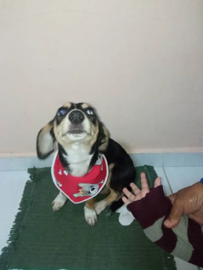 Cachorro ra a Mistura com Bacê idade 1 ano nome ???