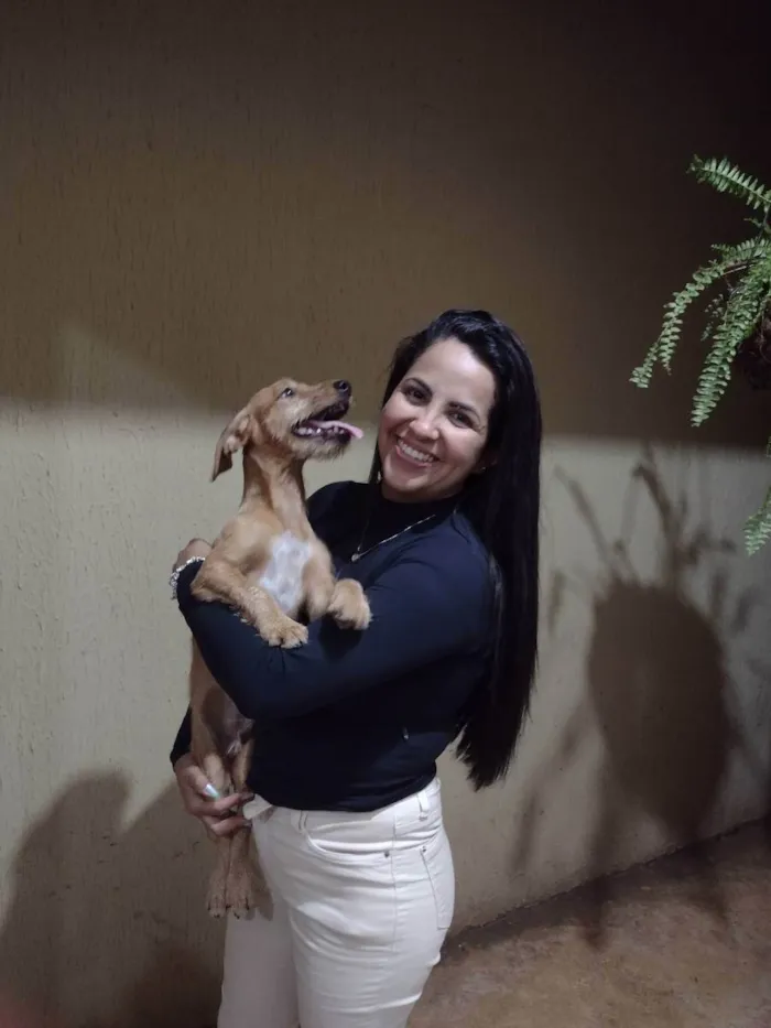 Cachorro ra a Vira lata idade 2 a 6 meses nome Maike, Jheff e Louis