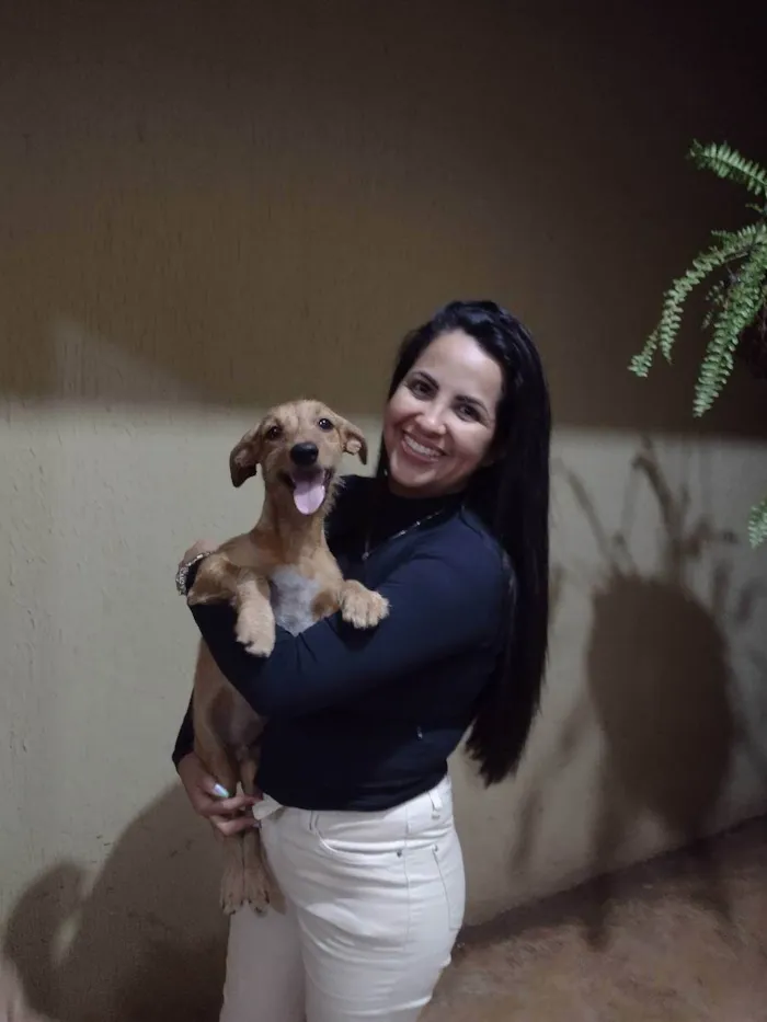 Cachorro ra a Vira lata idade 2 a 6 meses nome Maike, Jheff e Louis