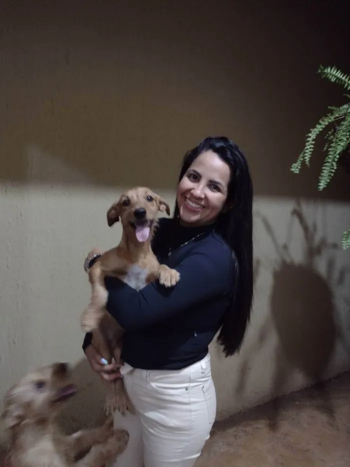 Cachorro ra a Vira lata idade 2 a 6 meses nome Maike, Jheff e Louis