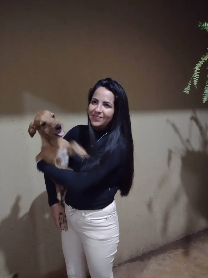 Cachorro ra a Vira lata idade 2 a 6 meses nome Maike, Jheff e Louis