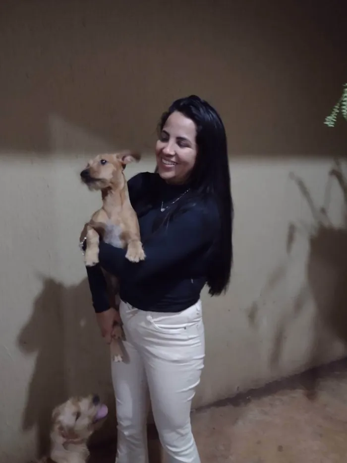 Cachorro ra a Vira lata idade 2 a 6 meses nome Maike, Jheff e Louis