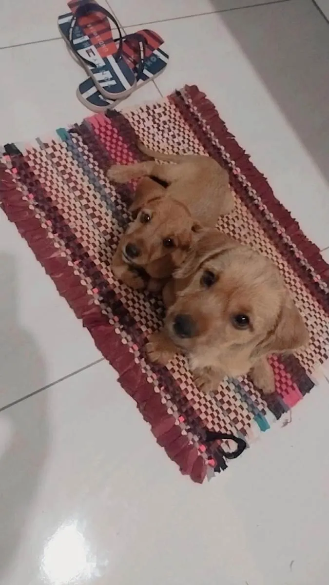 Cachorro ra a Vira lata idade 2 a 6 meses nome Maike, Jheff e Louis