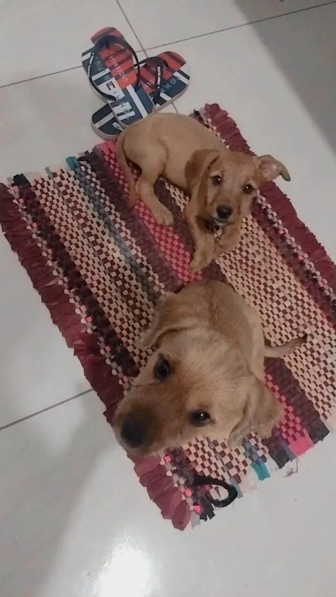 Cachorro ra a Vira lata idade 2 a 6 meses nome Maike, Jheff e Louis