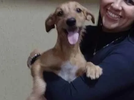 Cachorro ra a Vira lata idade 2 a 6 meses nome Maike, Jheff e Louis