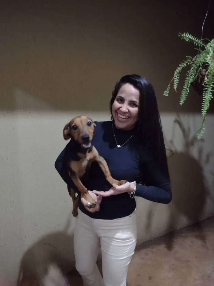 Cachorro ra a Vira lata idade 2 a 6 meses nome Maike, Jheff e Louis