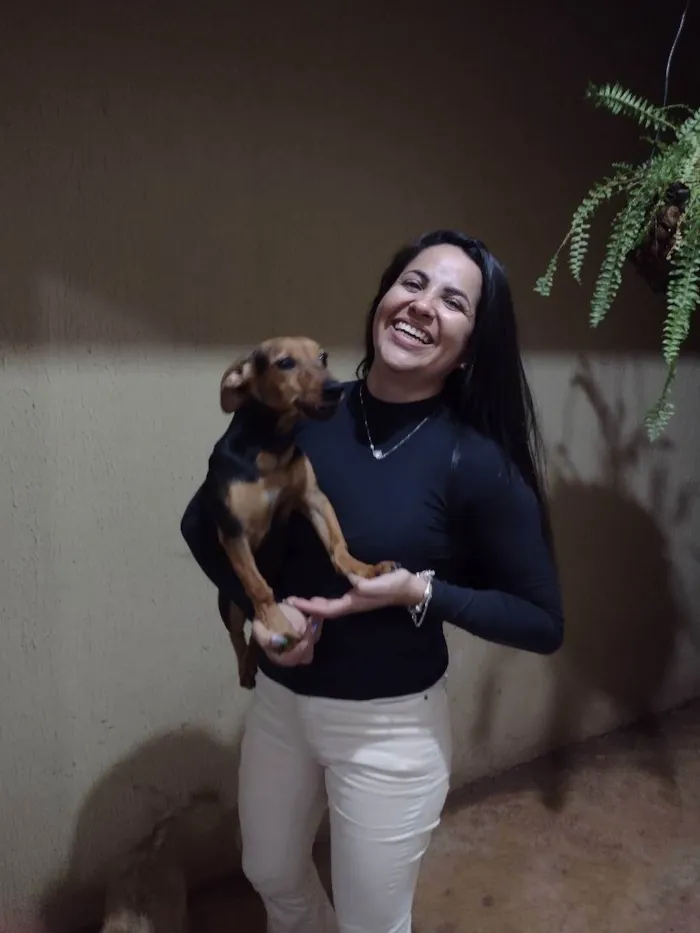 Cachorro ra a Vira lata idade 2 a 6 meses nome Maike, Jheff e Louis