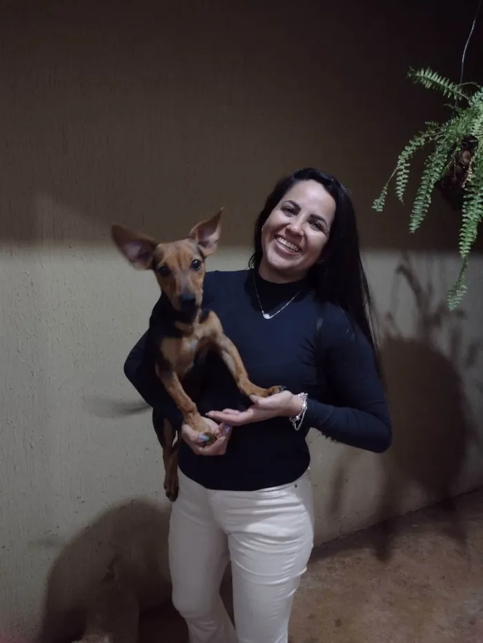 Cachorro ra a Vira lata idade 2 a 6 meses nome Maike, Jheff e Louis