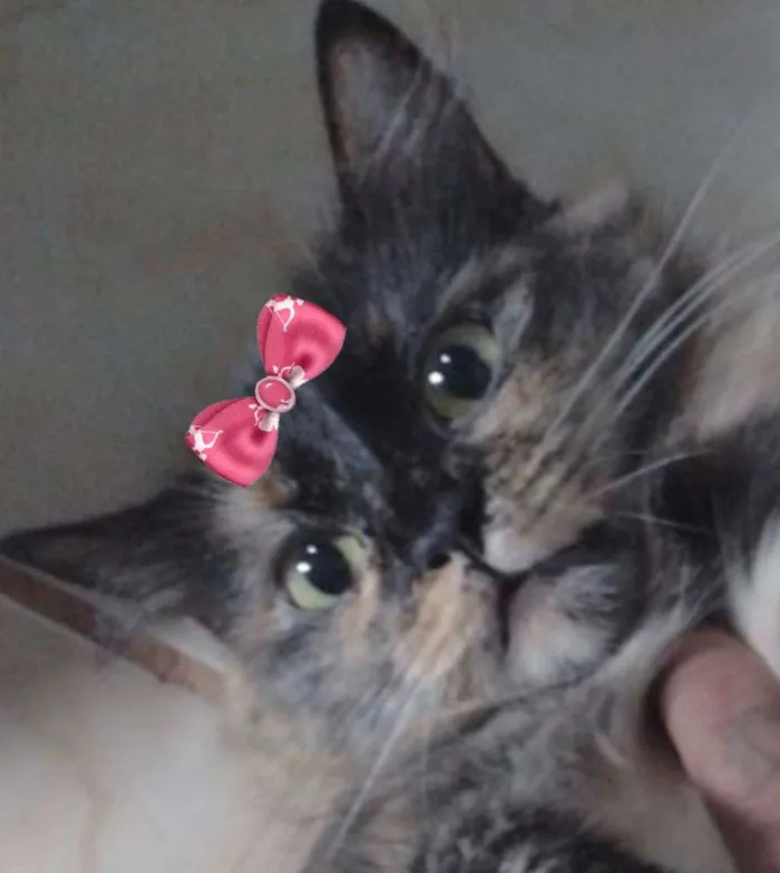 Gato ra a Mestiça  idade 2 a 6 meses nome Amora 