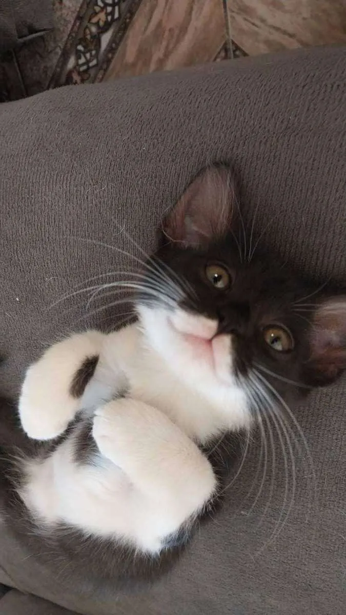 Gato ra a Indefinido idade 2 a 6 meses nome Sem nome
