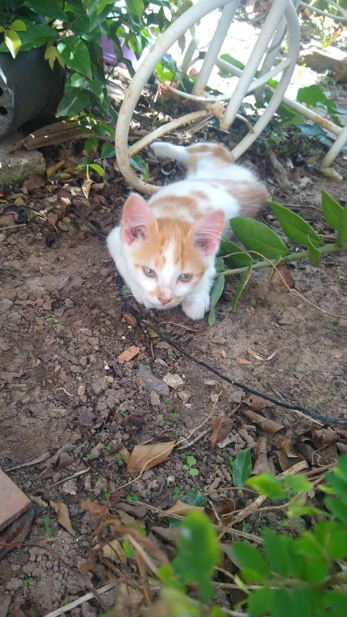 Gato ra a Indefinido idade 2 a 6 meses nome Sem nome