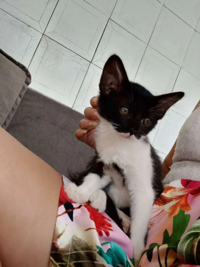 Gato ra a Indefinido idade 2 a 6 meses nome Sem nome