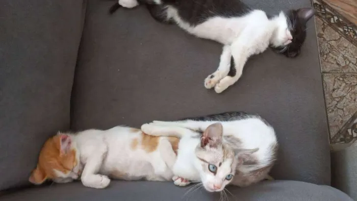 Gato ra a Indefinido idade 2 a 6 meses nome Sem nome