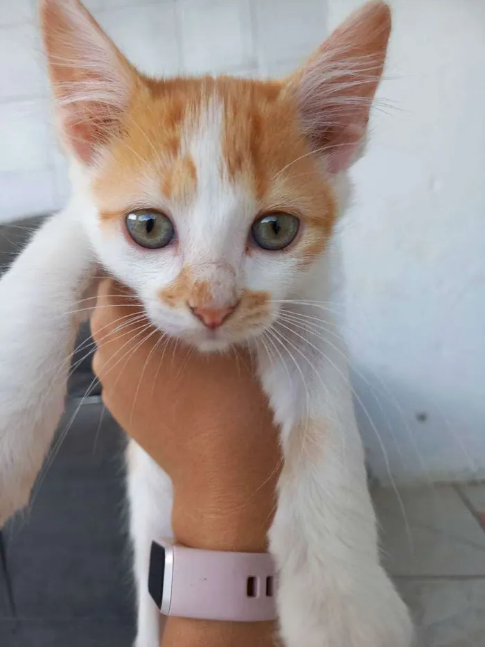 Gato ra a Indefinido idade 2 a 6 meses nome Sem nome