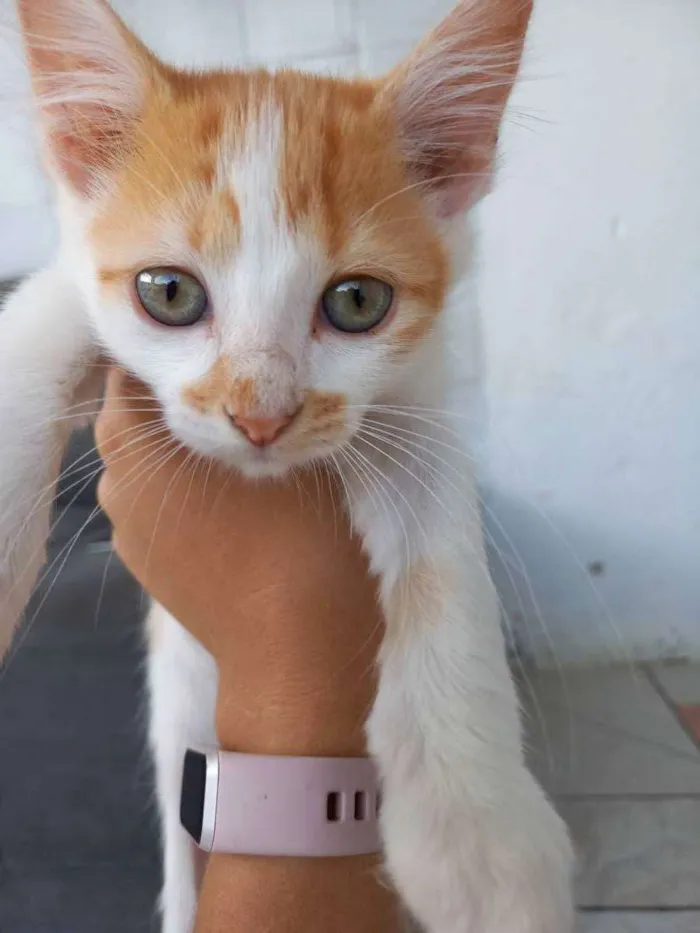 Gato ra a Indefinido idade 2 a 6 meses nome Sem nome