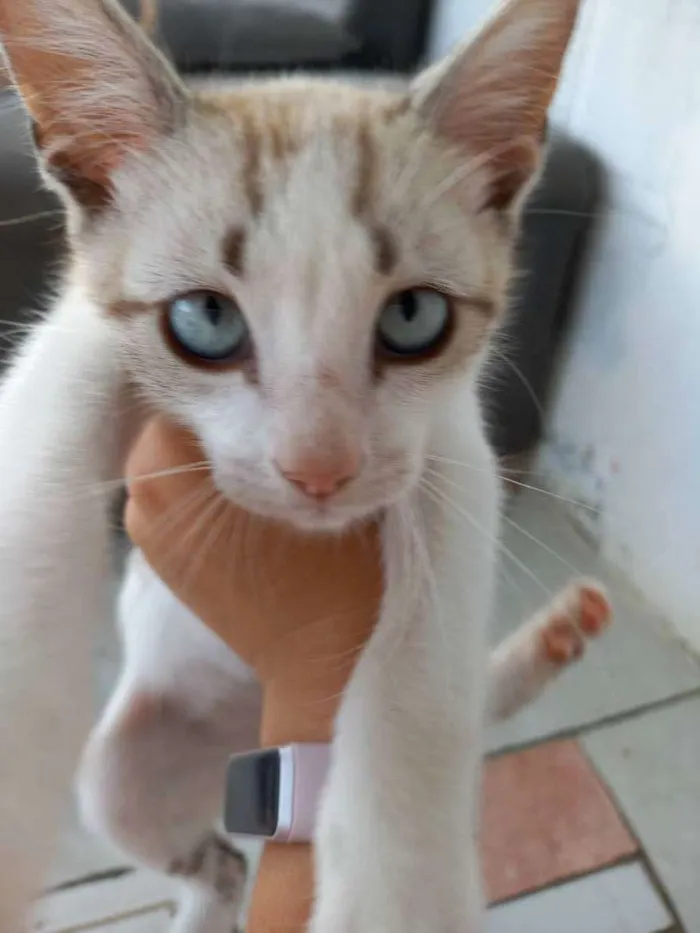 Gato ra a Indefinido idade 2 a 6 meses nome Sem nome