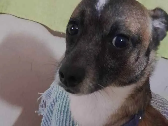 Cachorro ra a vira lata com pinscher idade 4 anos nome Batatinha