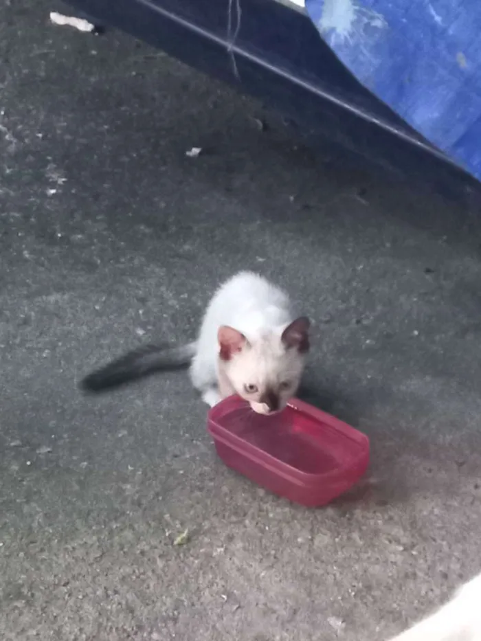 Gato ra a Siamês  idade Abaixo de 2 meses nome Joana