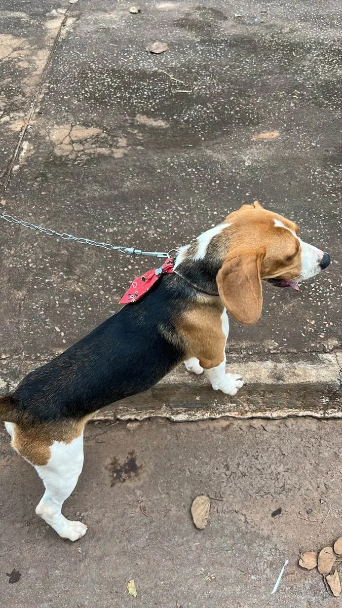 Cachorro ra a Beagle idade 7 a 11 meses nome Benji