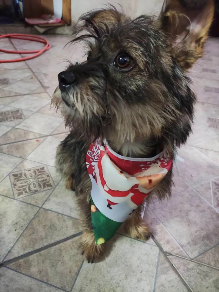 Cachorro ra a  idade 1 ano nome Tobias
