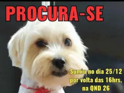 Cachorro raça Vira-lata  idade 2 a 6 meses nome Simba