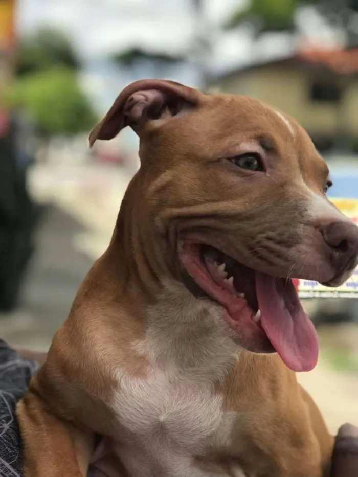 Cachorro ra a Pitbull idade 7 a 11 meses nome Apolo